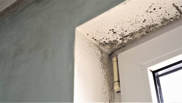 Best Comprehensive Air Testing for Mold Contaminants  in Okeechobee, FL