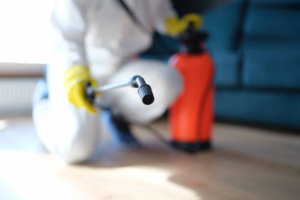 Best Mold Odor Removal Services  in Okeechobee, FL