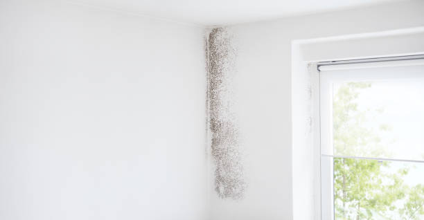 Best HVAC Mold Inspection and Cleaning  in Okeechobee, FL