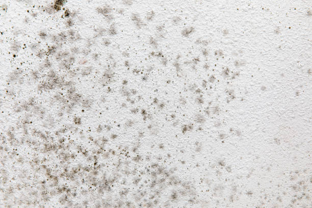  Okeechobee, FL Mold Removal Pros