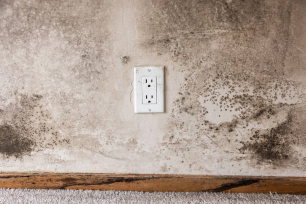 Best Real Estate Mold Inspection  in Okeechobee, FL