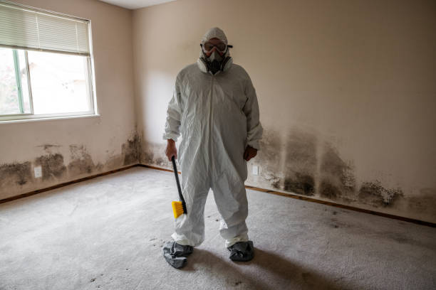 Okeechobee, FL Mold Removal Company