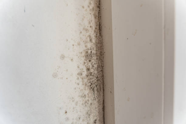 Best Airborne Mold Testing  in Okeechobee, FL